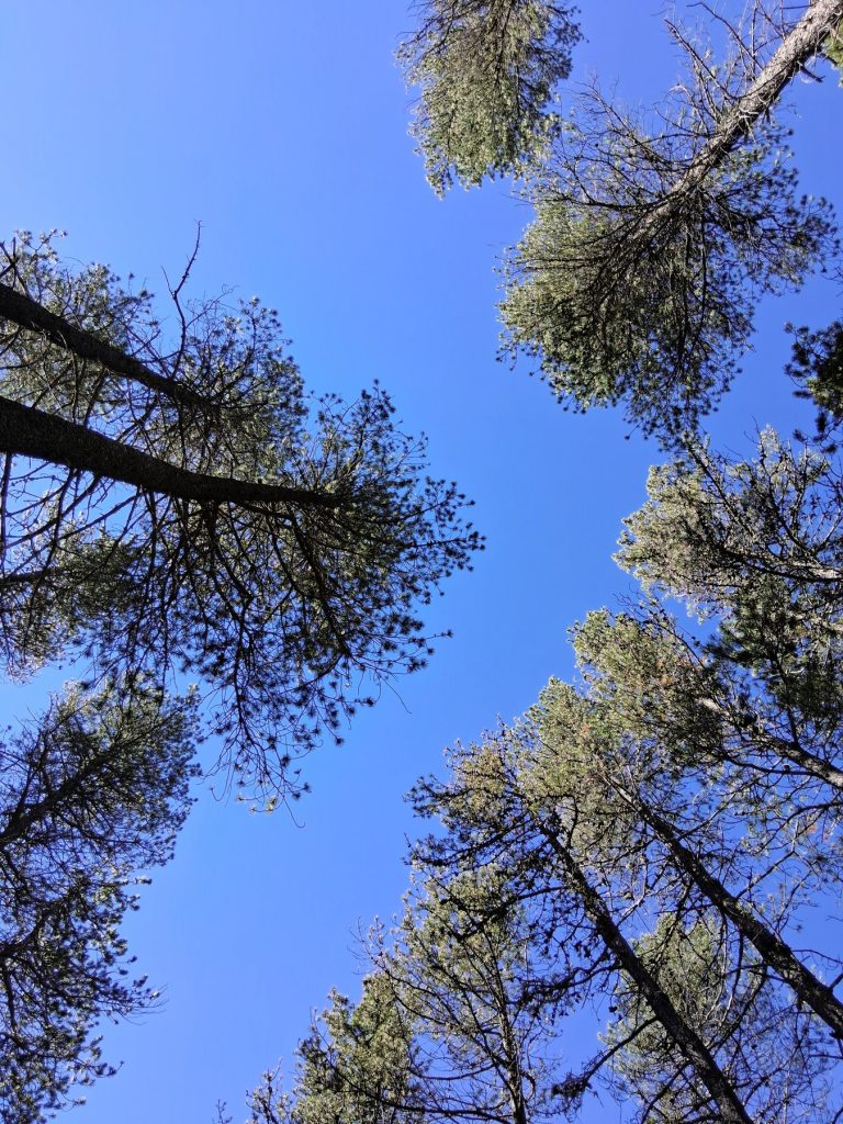 pines-sky-JSM