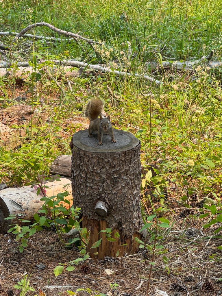 teen-camp-squirrel-KB